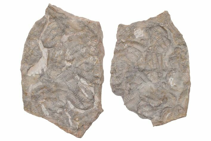 Ordovician Trilobite Mortality Plate (Pos/Neg) - Morocco #218661